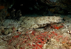 Raja Ampat 2016 - Eucrossorhinus Daypogon - Tasselled Wobbegon - Requin Tapis barbus - IMG_5336_rc
